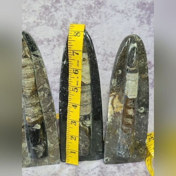 Orthoceras Fossils Self Standing - Picture 16 of 16